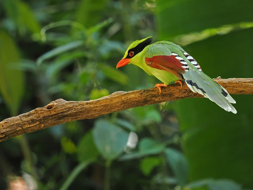 蓝绿鹊(Cissa chinensis)