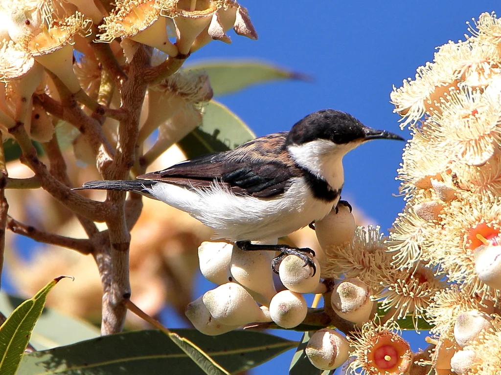 带胸黑吸蜜鸟(Cissomela pectoralis)