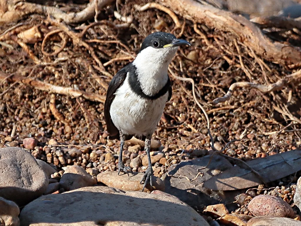 带胸黑吸蜜鸟(Cissomela pectoralis)