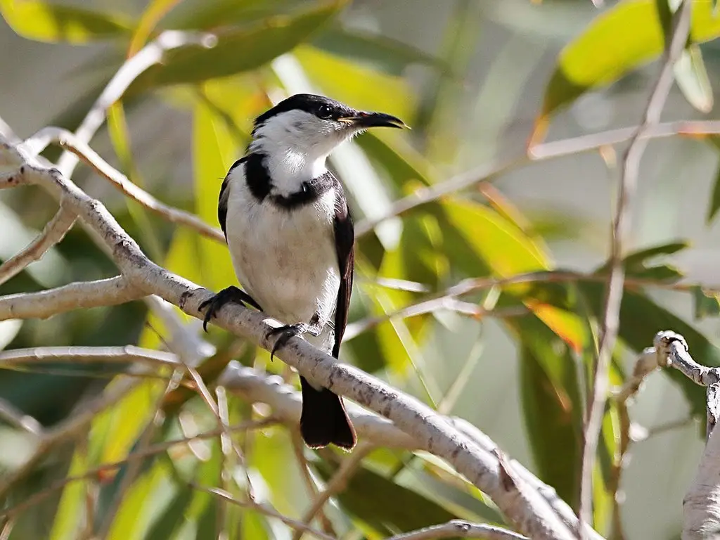 带胸黑吸蜜鸟(Cissomela pectoralis)