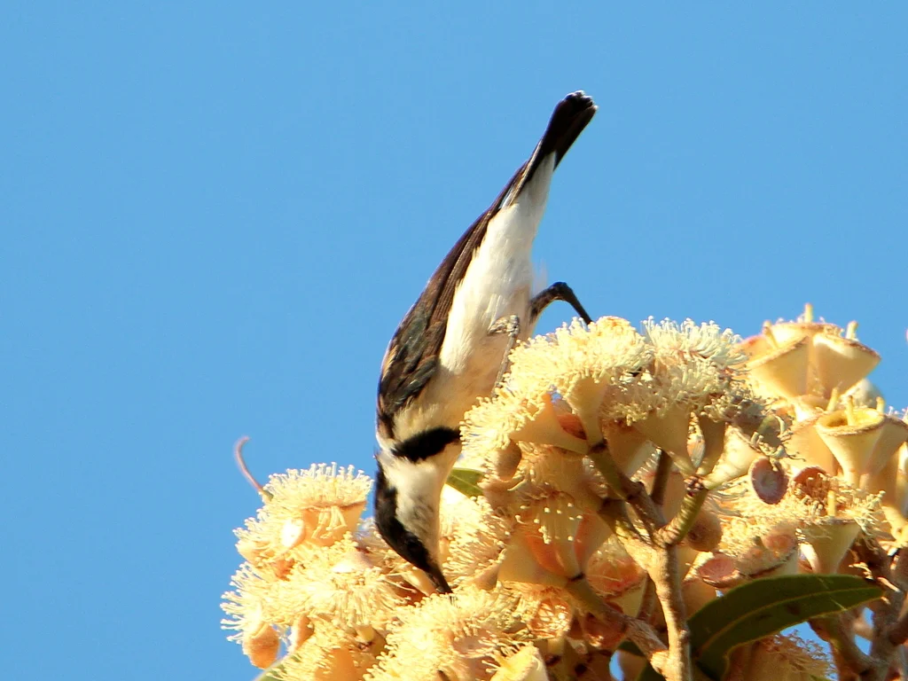 带胸黑吸蜜鸟(Cissomela pectoralis)