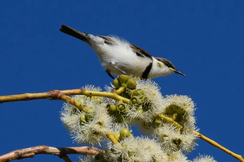 带胸黑吸蜜鸟(Cissomela pectoralis)