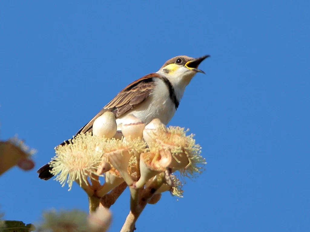 带胸黑吸蜜鸟(Cissomela pectoralis)