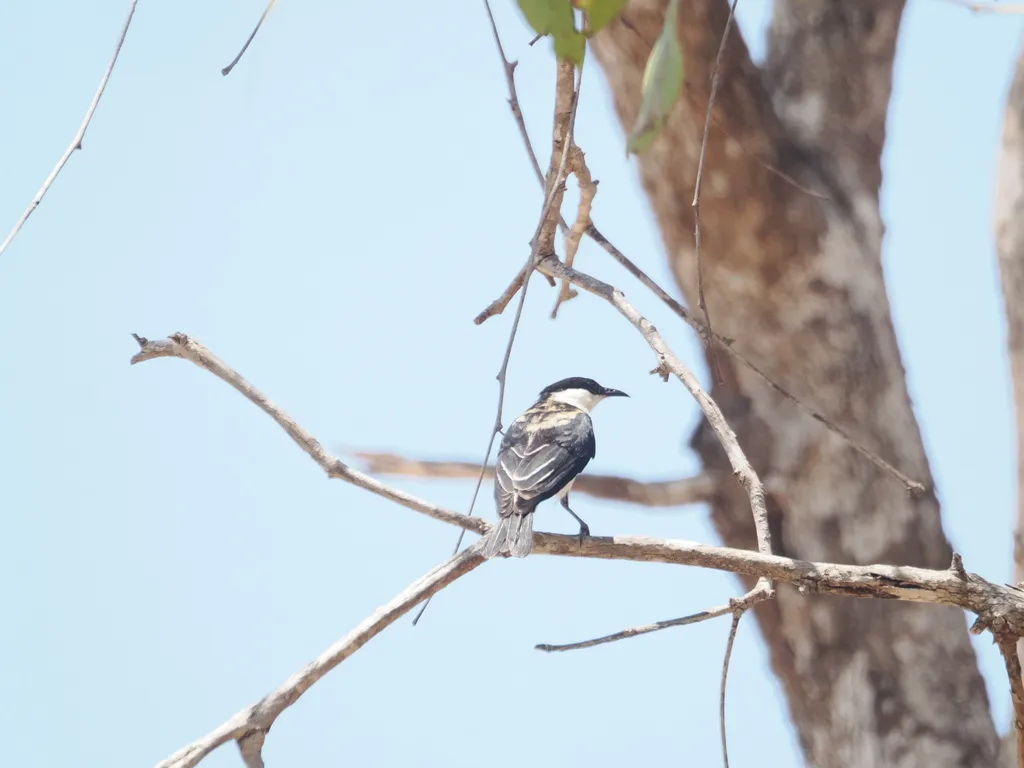 带胸黑吸蜜鸟(Cissomela pectoralis)