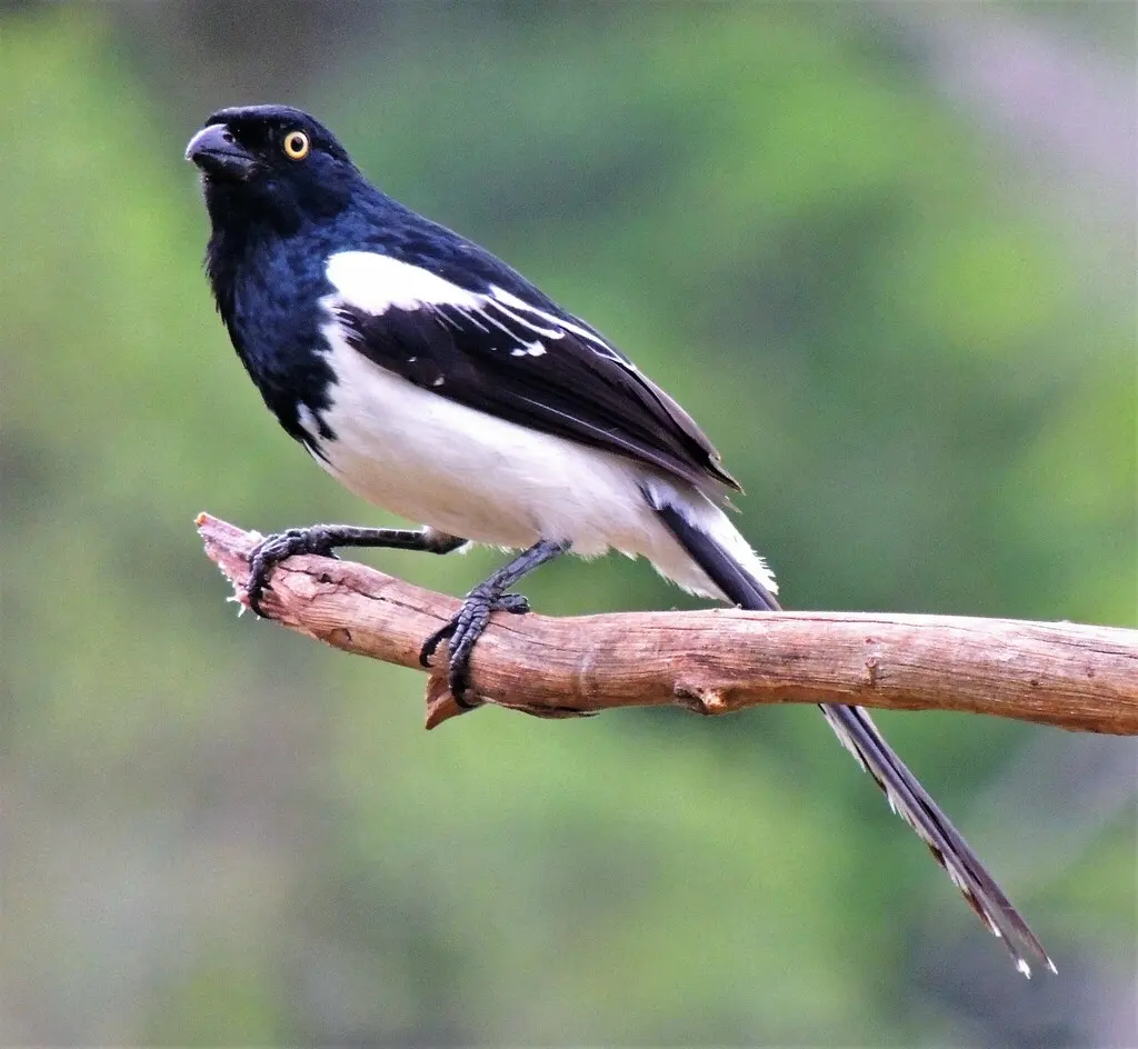 鹊色唐纳雀(Cissopis leverianus)