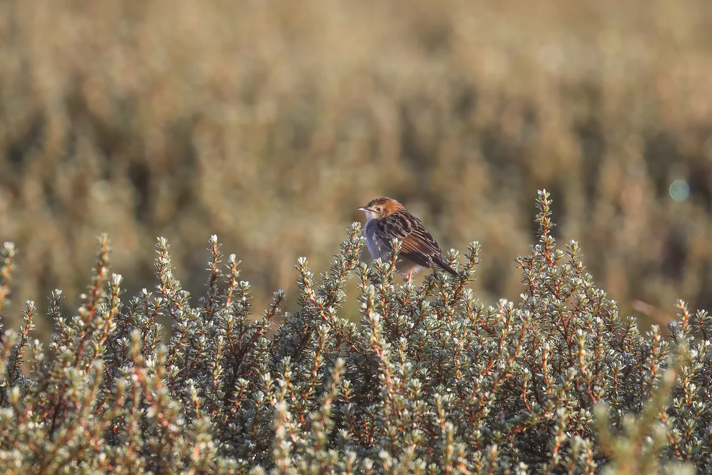 阿贝扇尾莺（Cisticola aberdare）