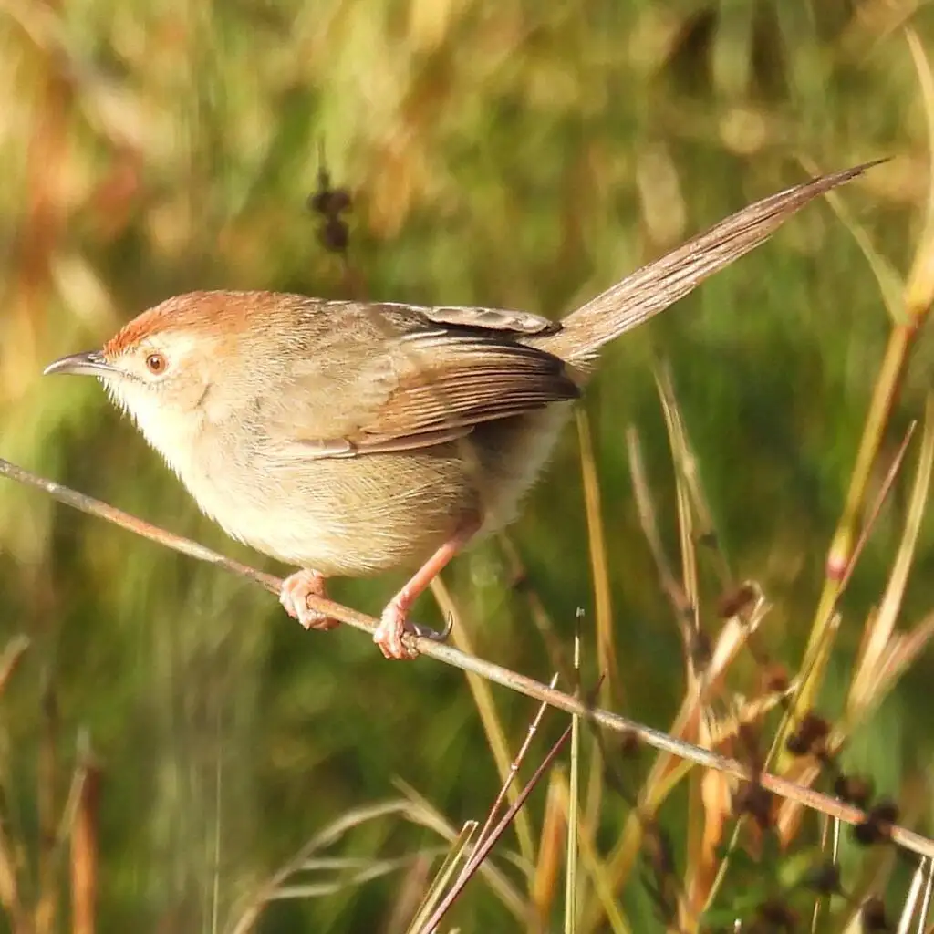 懒扇尾莺(Cisticola aberrans)