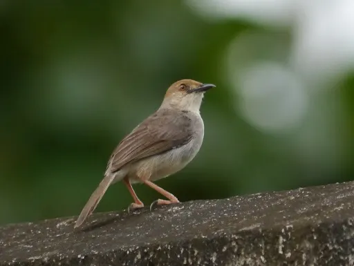 噪扇尾莺(Cisticola anonymus)