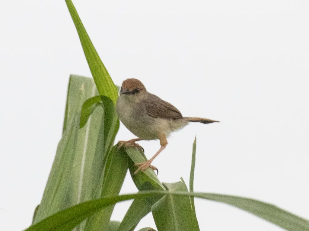 噪扇尾莺(Cisticola anonymus)