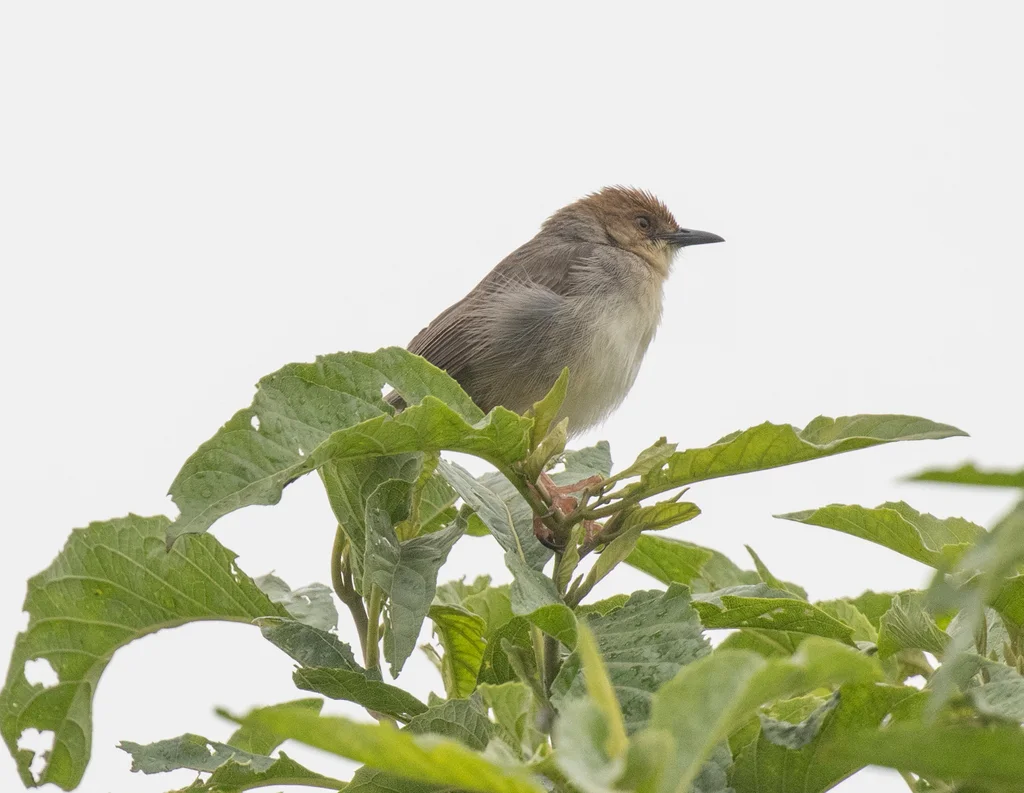 噪扇尾莺(Cisticola anonymus)