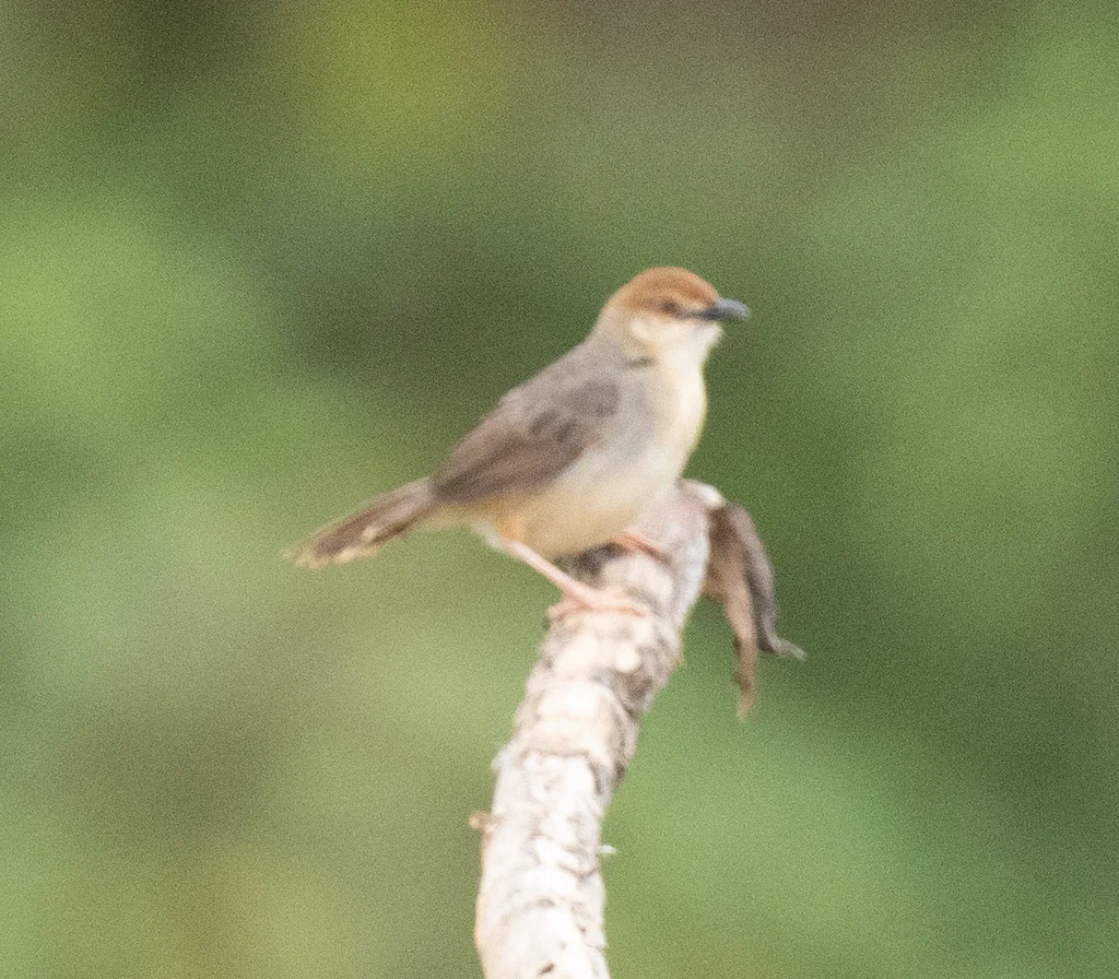 噪扇尾莺(Cisticola anonymus)