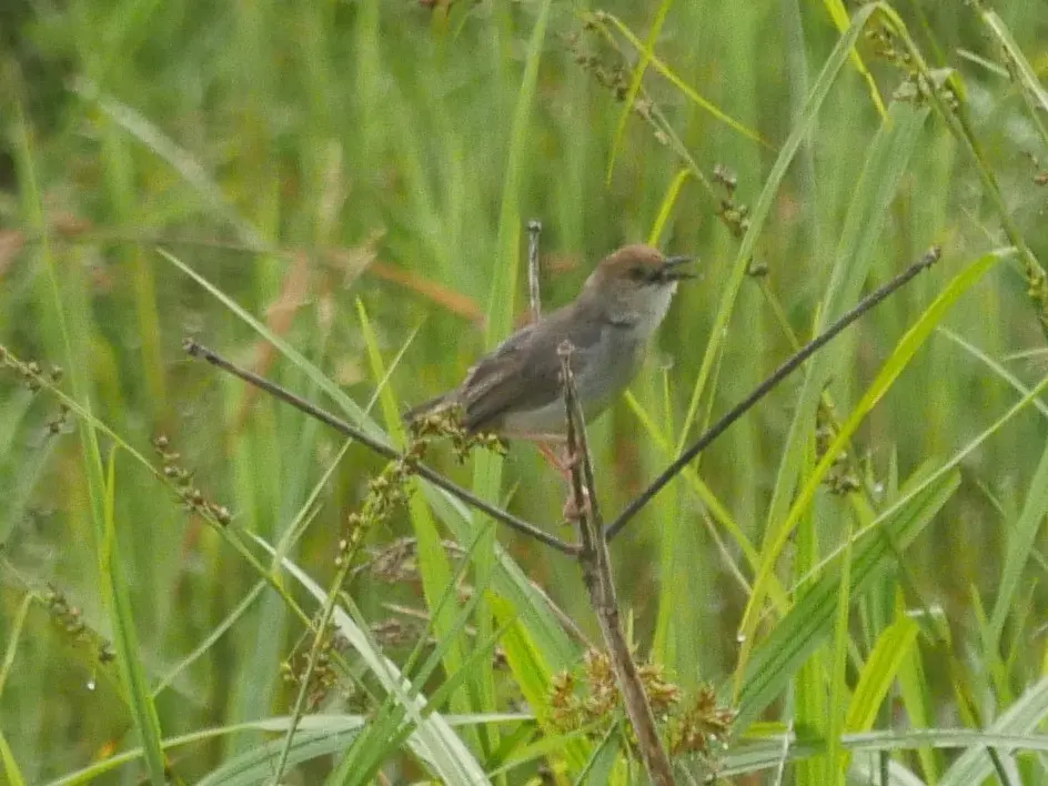 噪扇尾莺(Cisticola anonymus)