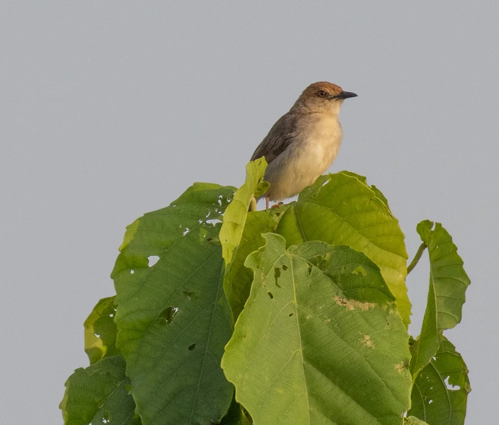 噪扇尾莺(Cisticola anonymus)