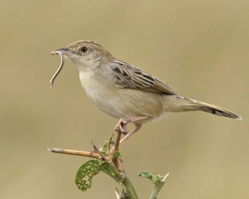 漠扇尾莺(Cisticola aridulus)