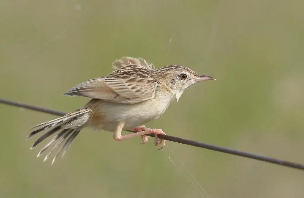 漠扇尾莺(Cisticola aridulus)