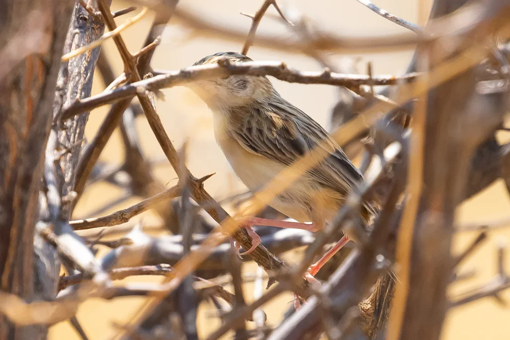漠扇尾莺(Cisticola aridulus)