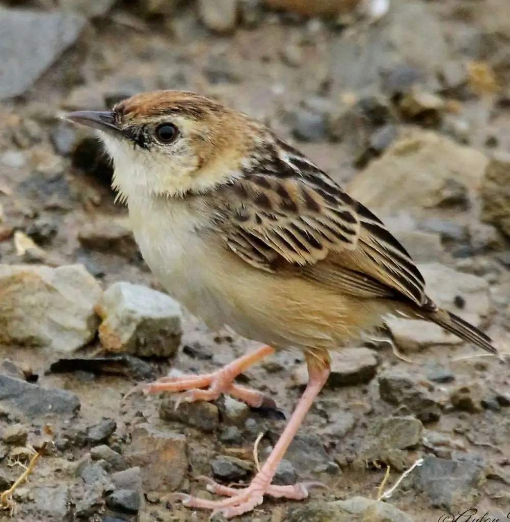 艾氏扇尾莺(Cisticola ayresii)