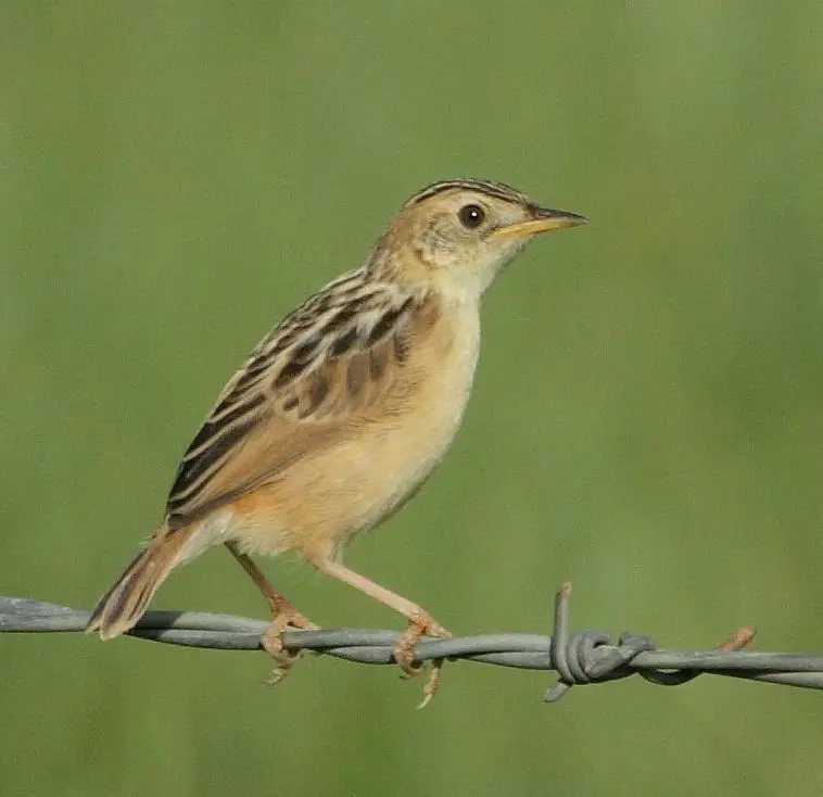 艾氏扇尾莺(Cisticola ayresii)