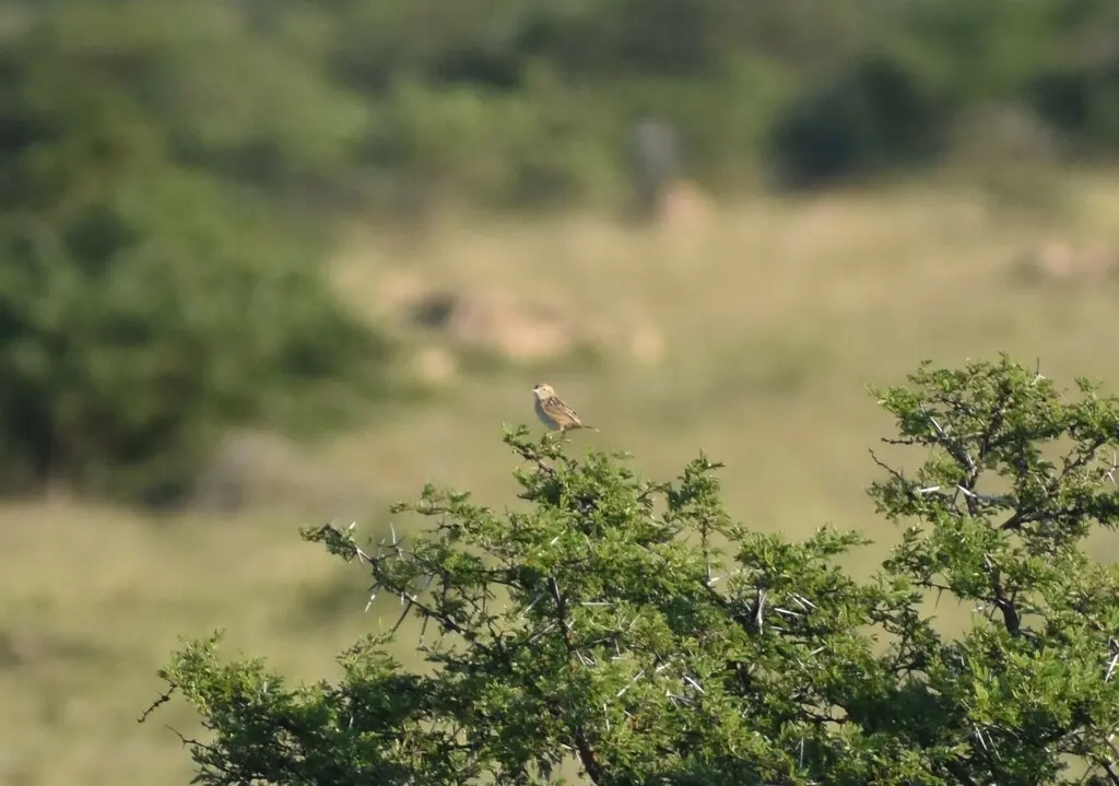 艾氏扇尾莺(Cisticola ayresii)