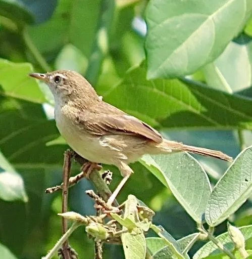 短翅扇尾莺(Cisticola brachypterus)