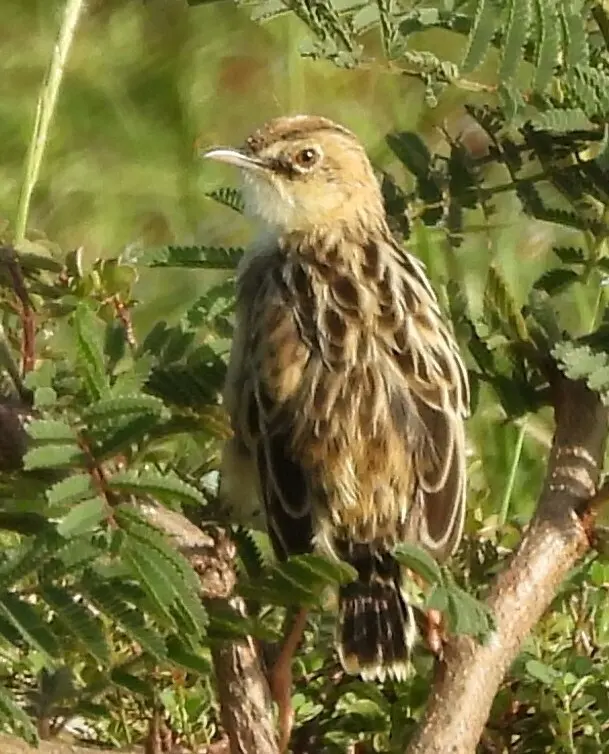 淡顶扇尾莺(Cisticola brunnescens)