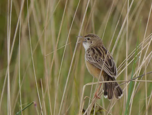 淡顶扇尾莺(Cisticola brunnescens)