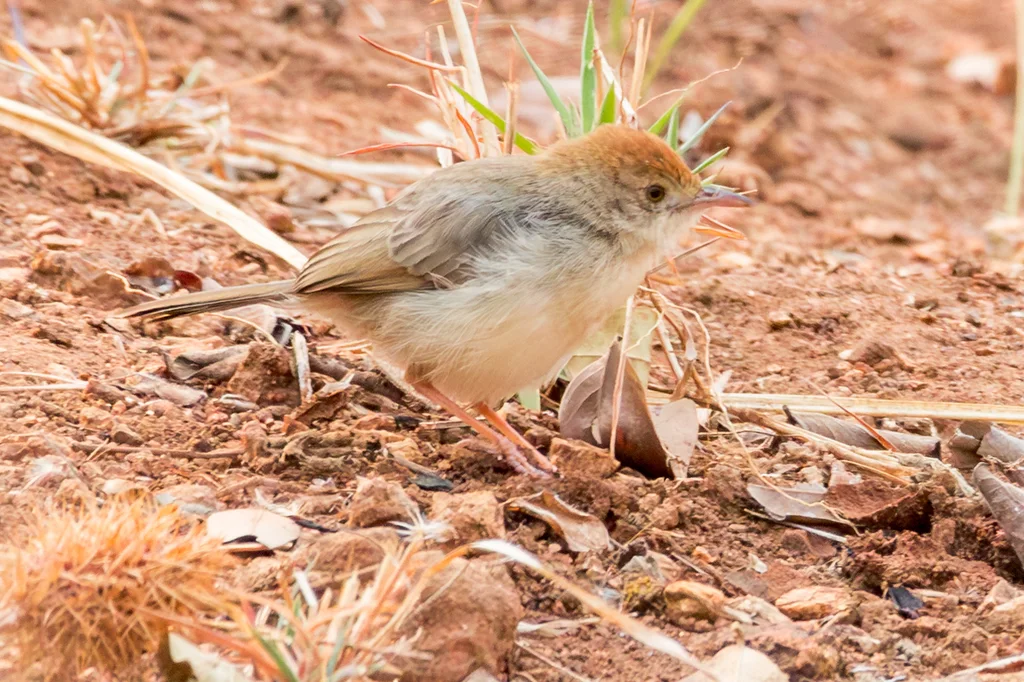 歌扇尾莺(Cisticola cantans)