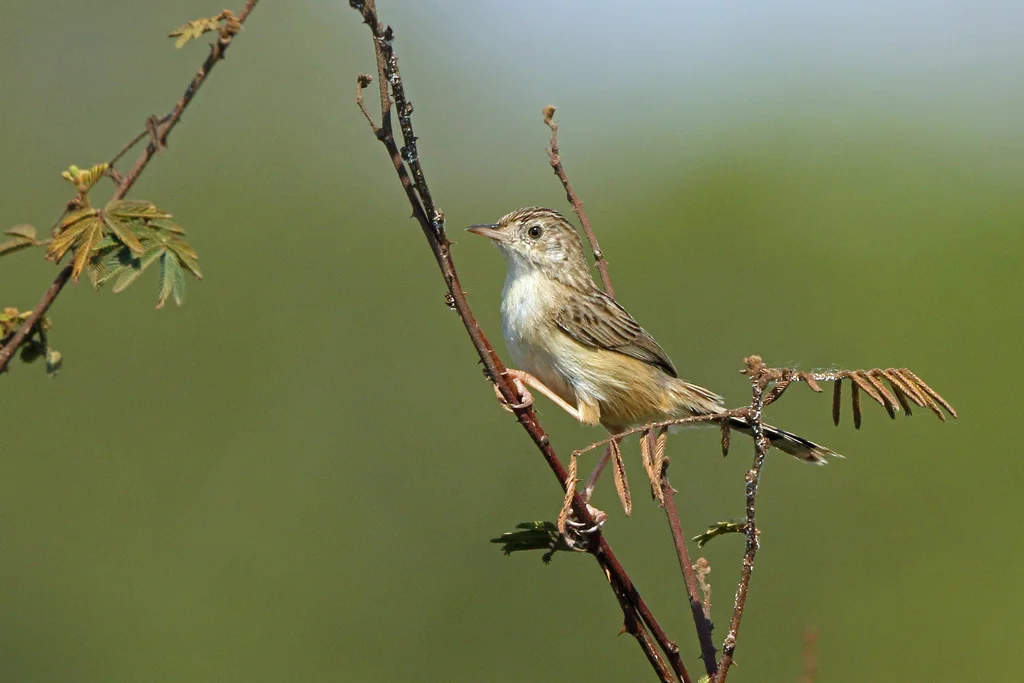 马岛扇尾莺(Cisticola cherina)