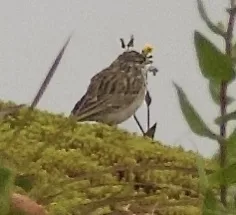 马岛扇尾莺(Cisticola cherina)