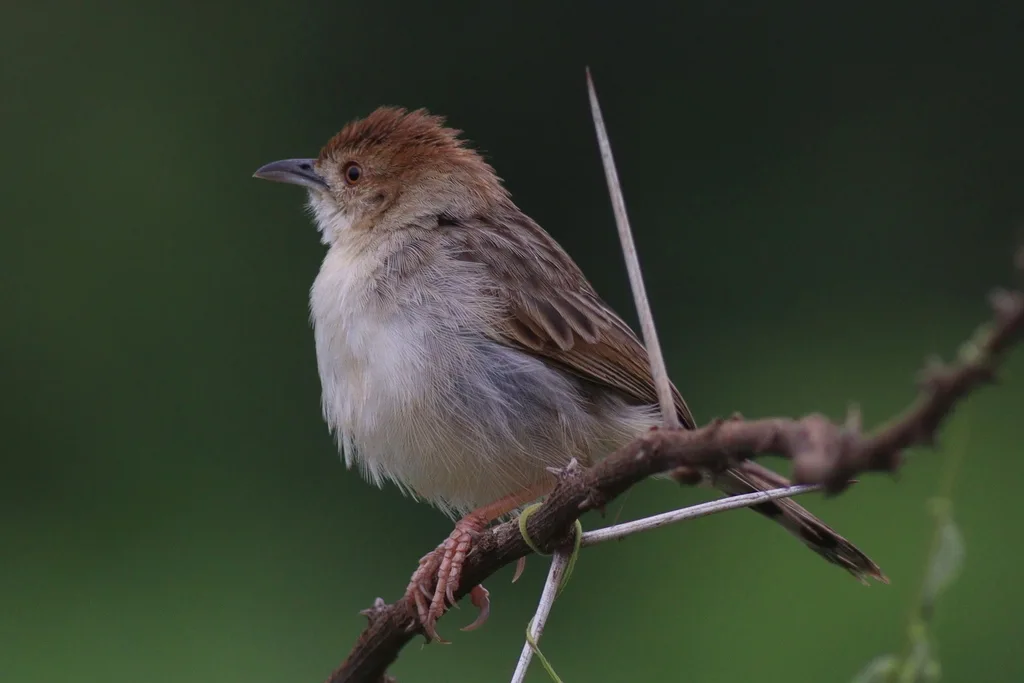 巧扇尾莺（Cisticola chiniana）