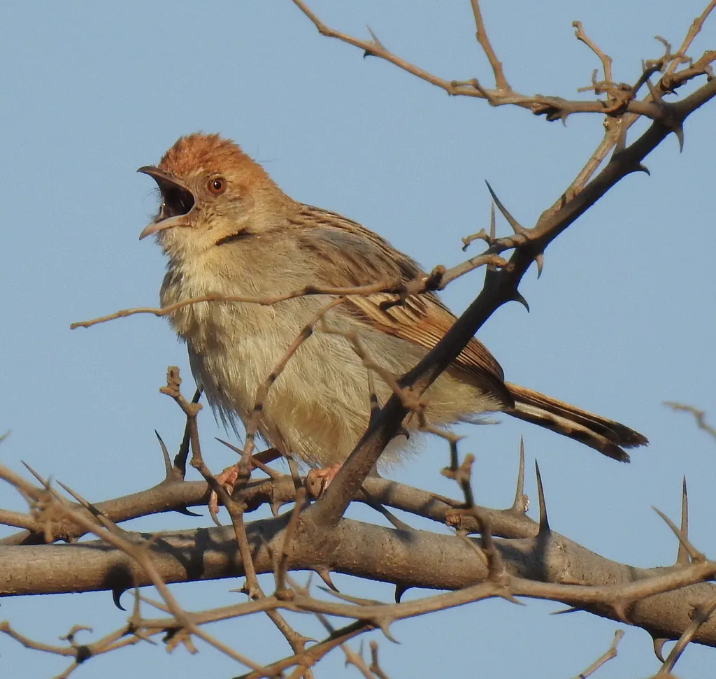 巧扇尾莺（Cisticola chiniana）