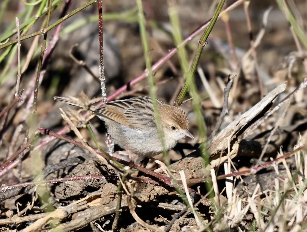 巧扇尾莺（Cisticola chiniana）