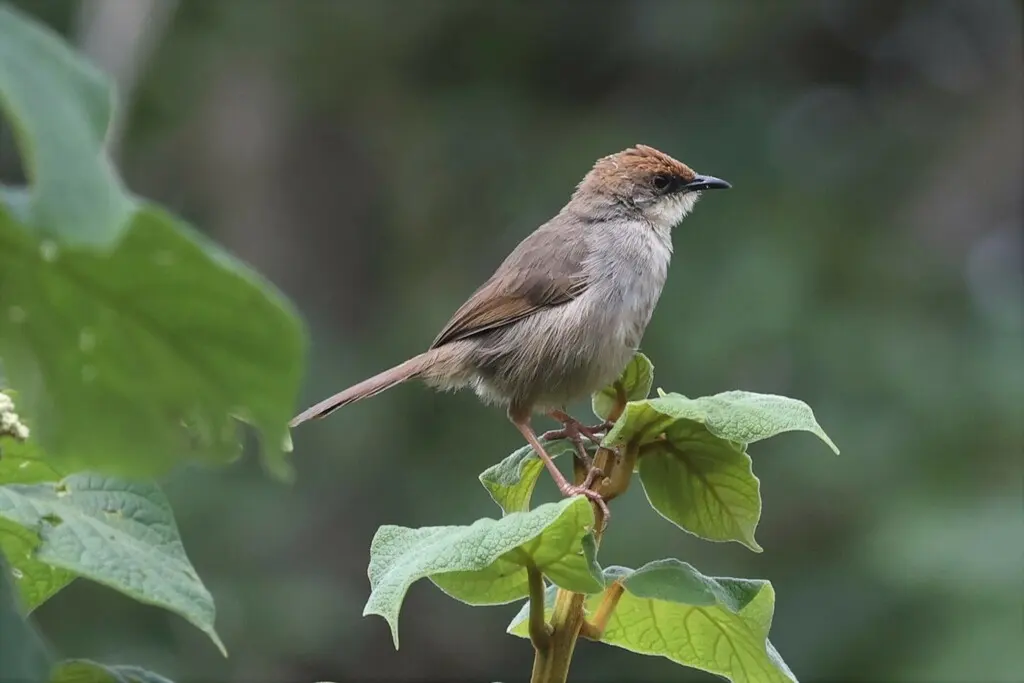 查氏扇尾莺（Cisticola chubbi）