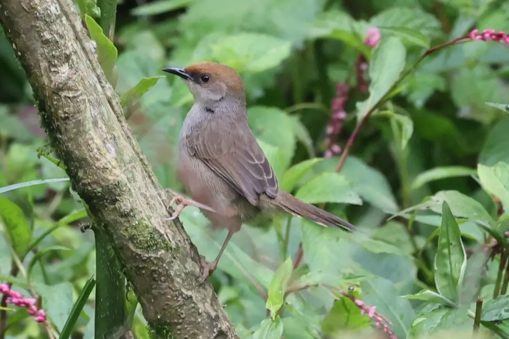 查氏扇尾莺（Cisticola chubbi）