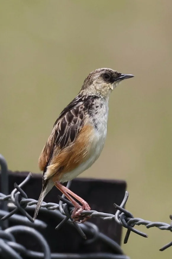 灰冠扇尾莺(Cisticola cinnamomeus)