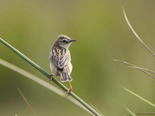 灰冠扇尾莺(Cisticola cinnamomeus)
