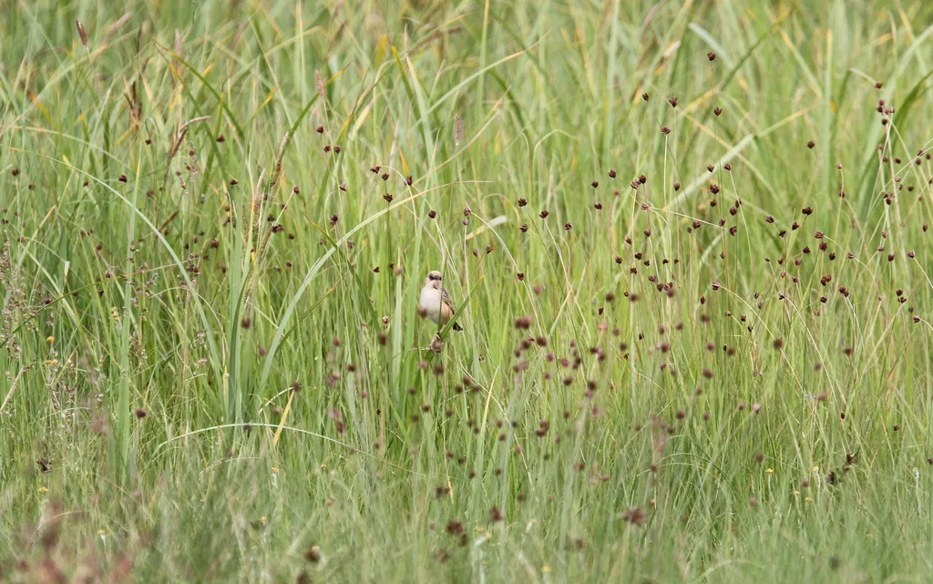 灰冠扇尾莺(Cisticola cinnamomeus)