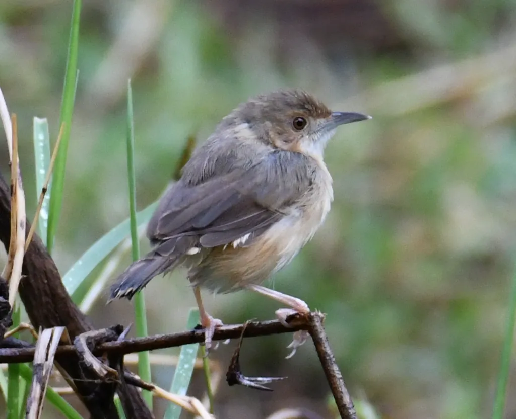 红脸扇尾莺(Cisticola erythrops)