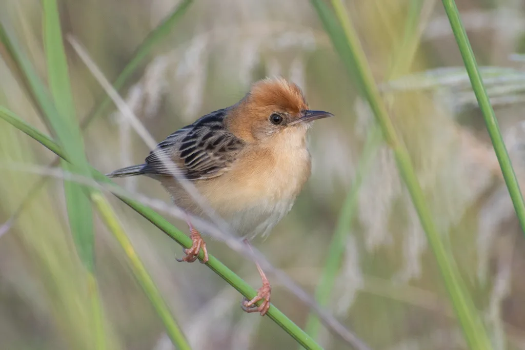 金头扇尾莺(Cisticola exilis)