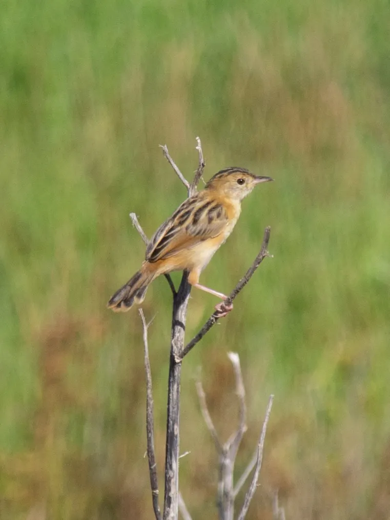 金头扇尾莺(Cisticola exilis)
