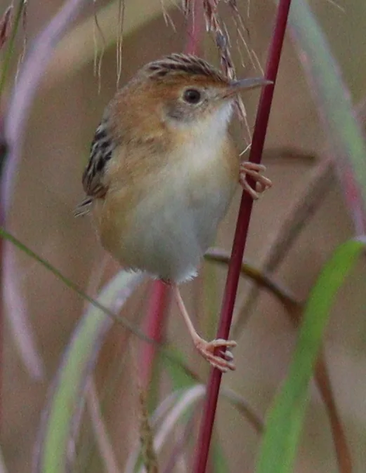 金头扇尾莺(Cisticola exilis)