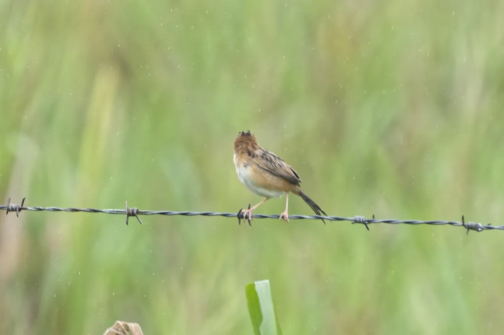 金头扇尾莺(Cisticola exilis)