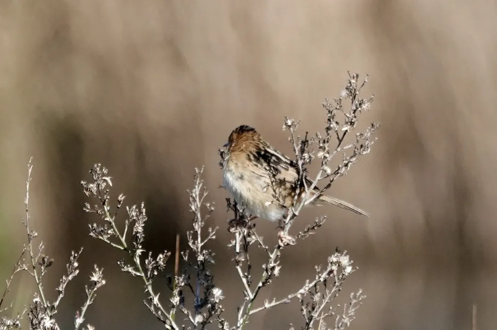 金头扇尾莺(Cisticola exilis)