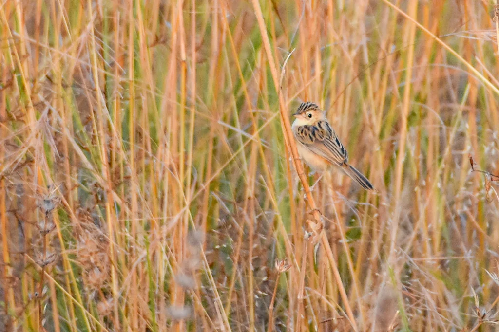黑颈扇尾莺(Cisticola eximius)