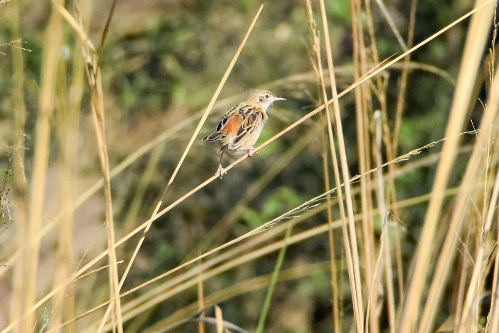 黑颈扇尾莺(Cisticola eximius)
