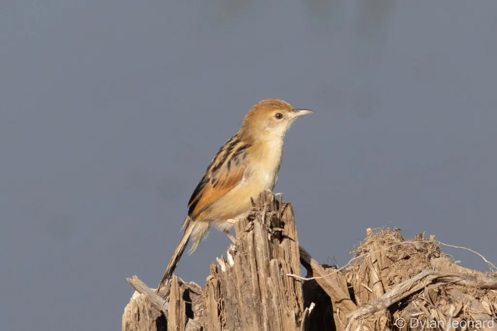 棕翅扇尾莺(Cisticola galactotes)