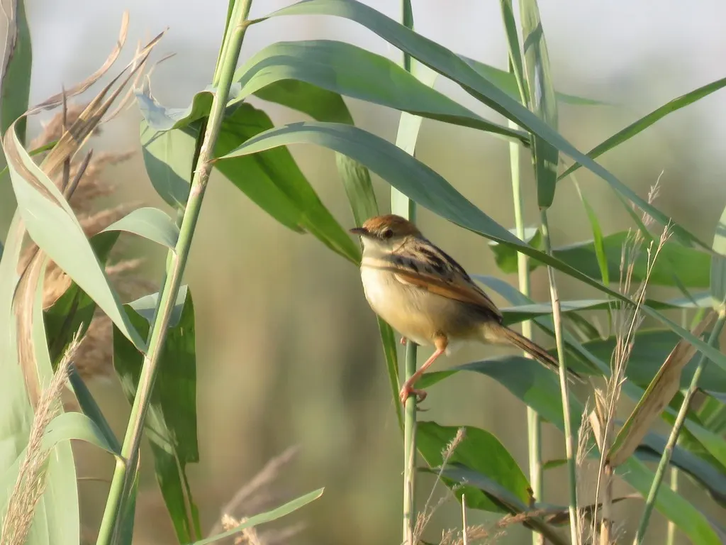 棕翅扇尾莺(Cisticola galactotes)