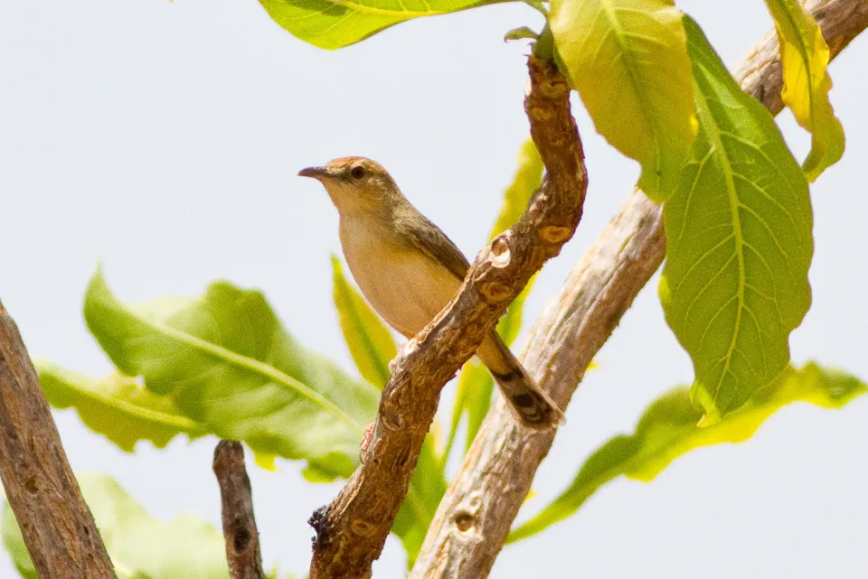 多氏扇尾莺(Cisticola guinea)