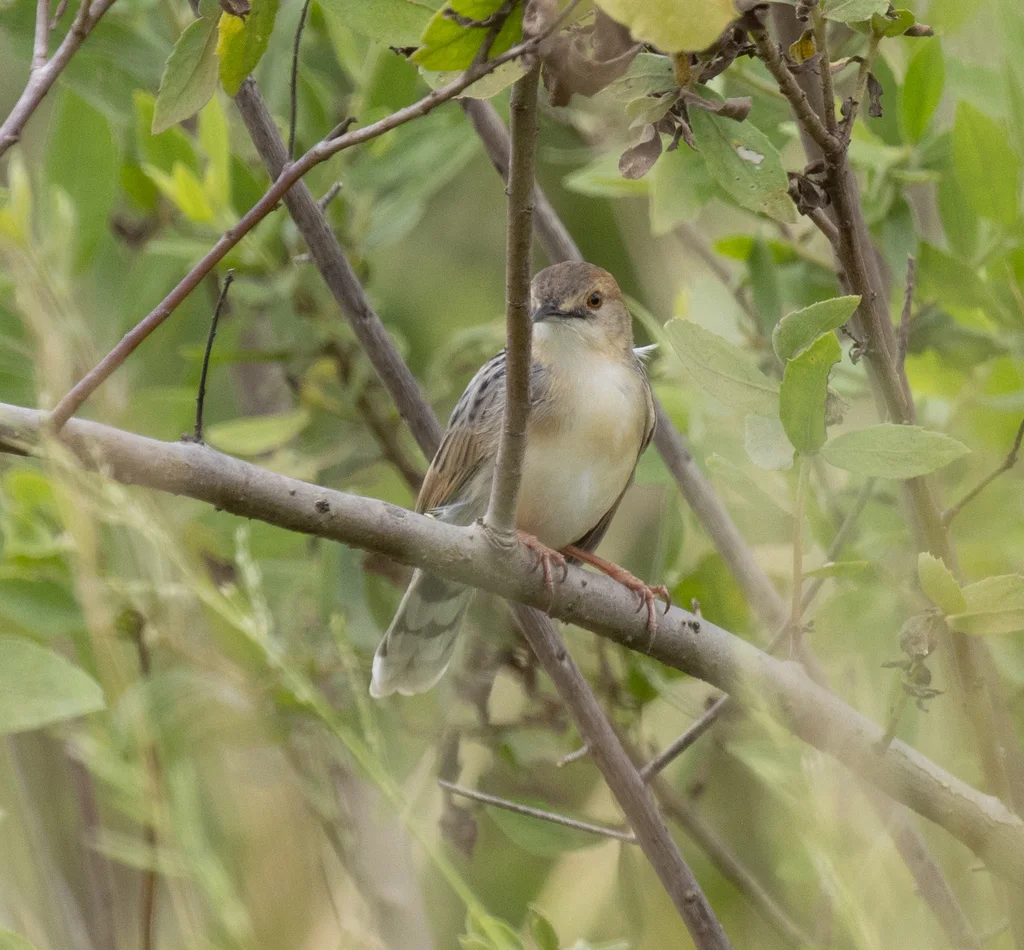 海岸扇尾莺(Cisticola haematocephalus)