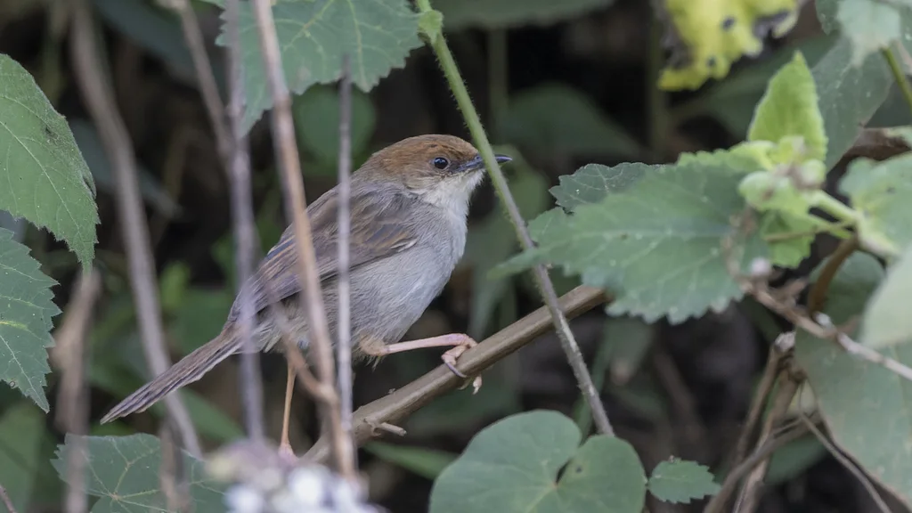 亨氏扇尾莺(Cisticola hunteri)